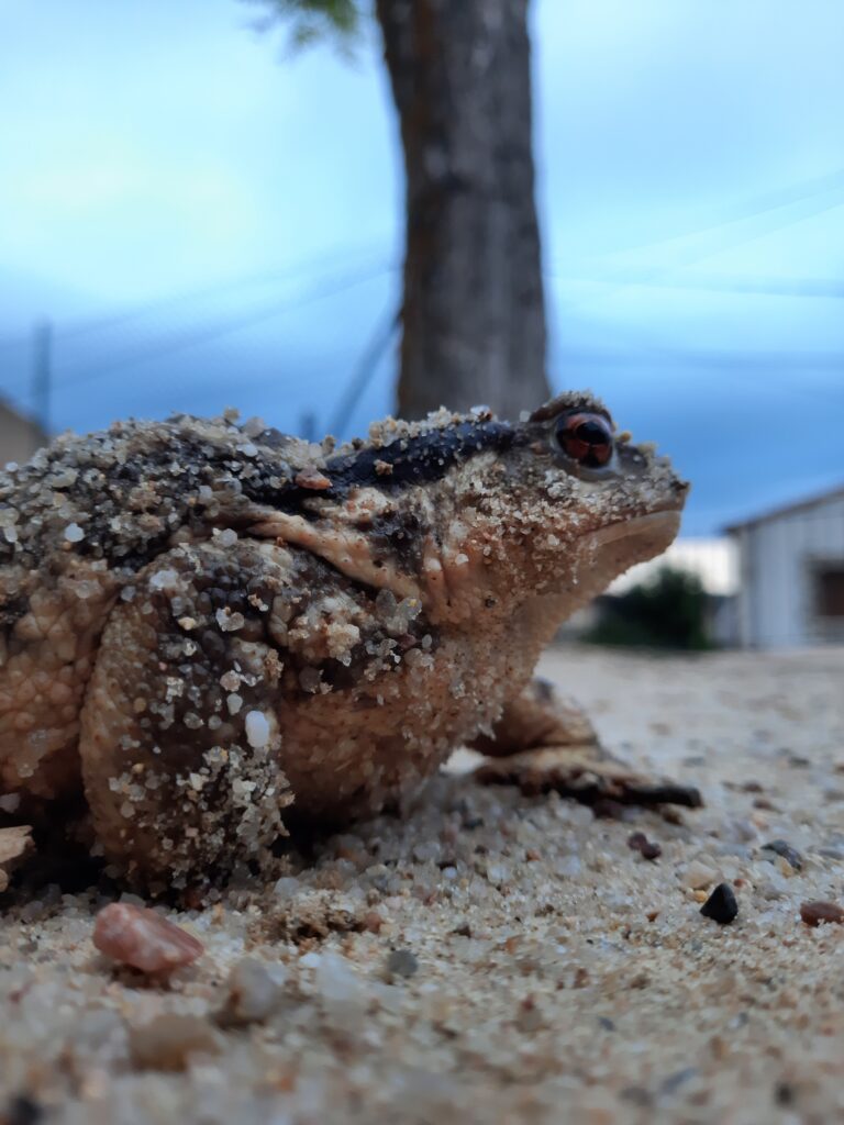 Sapo