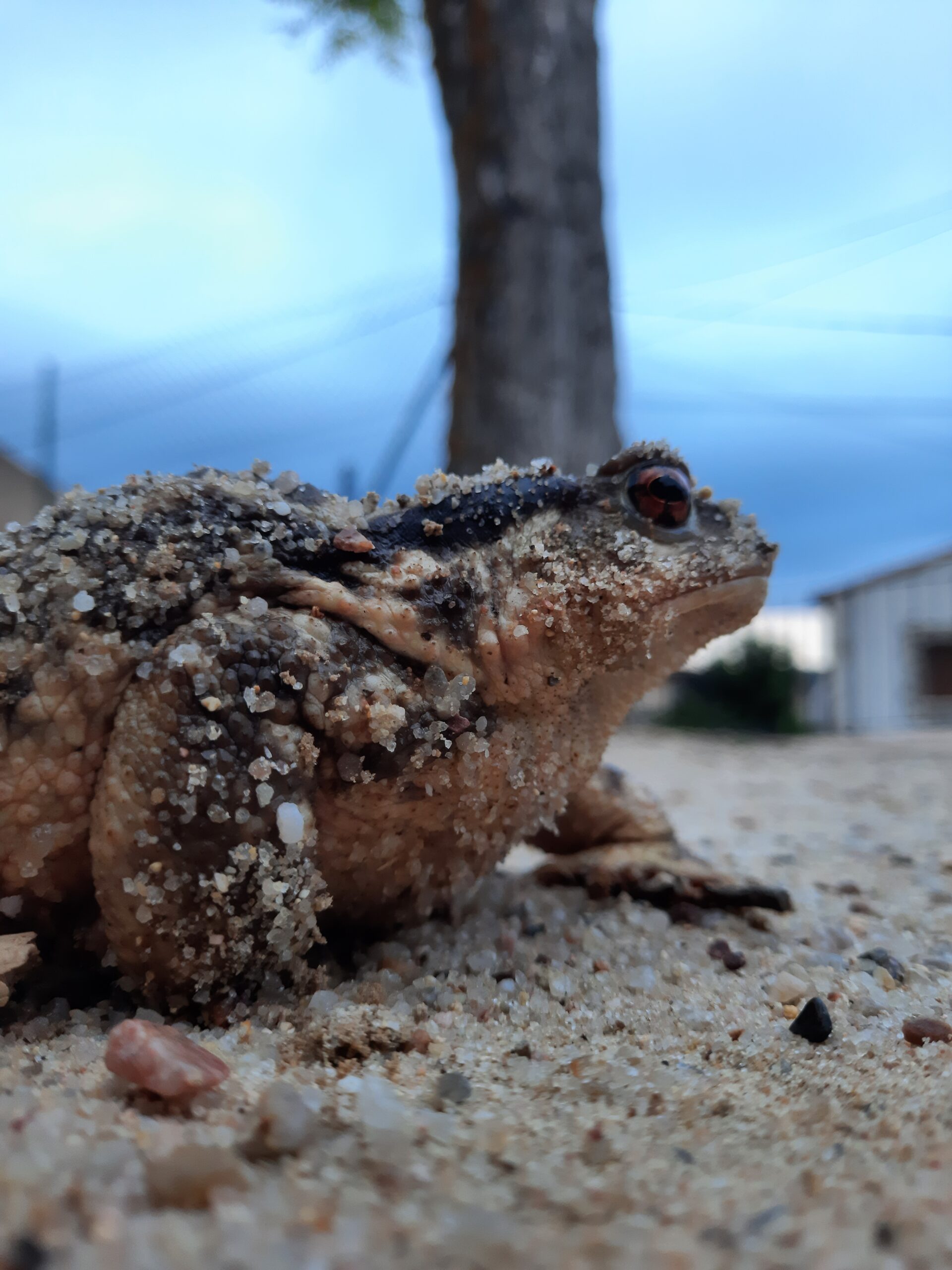 Sapo