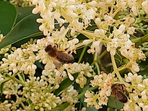 Abeja