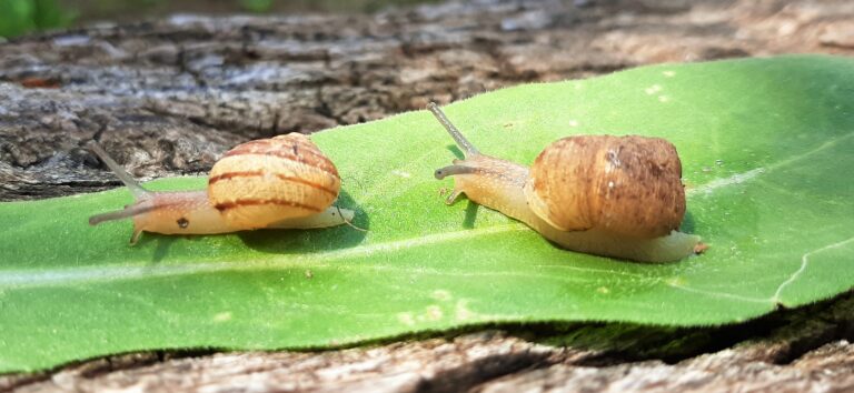 Caracol