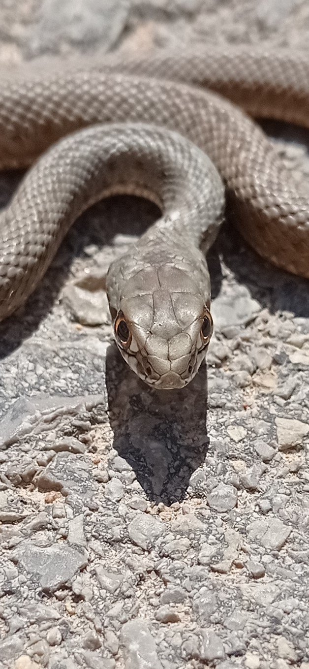 Culebra de agua.