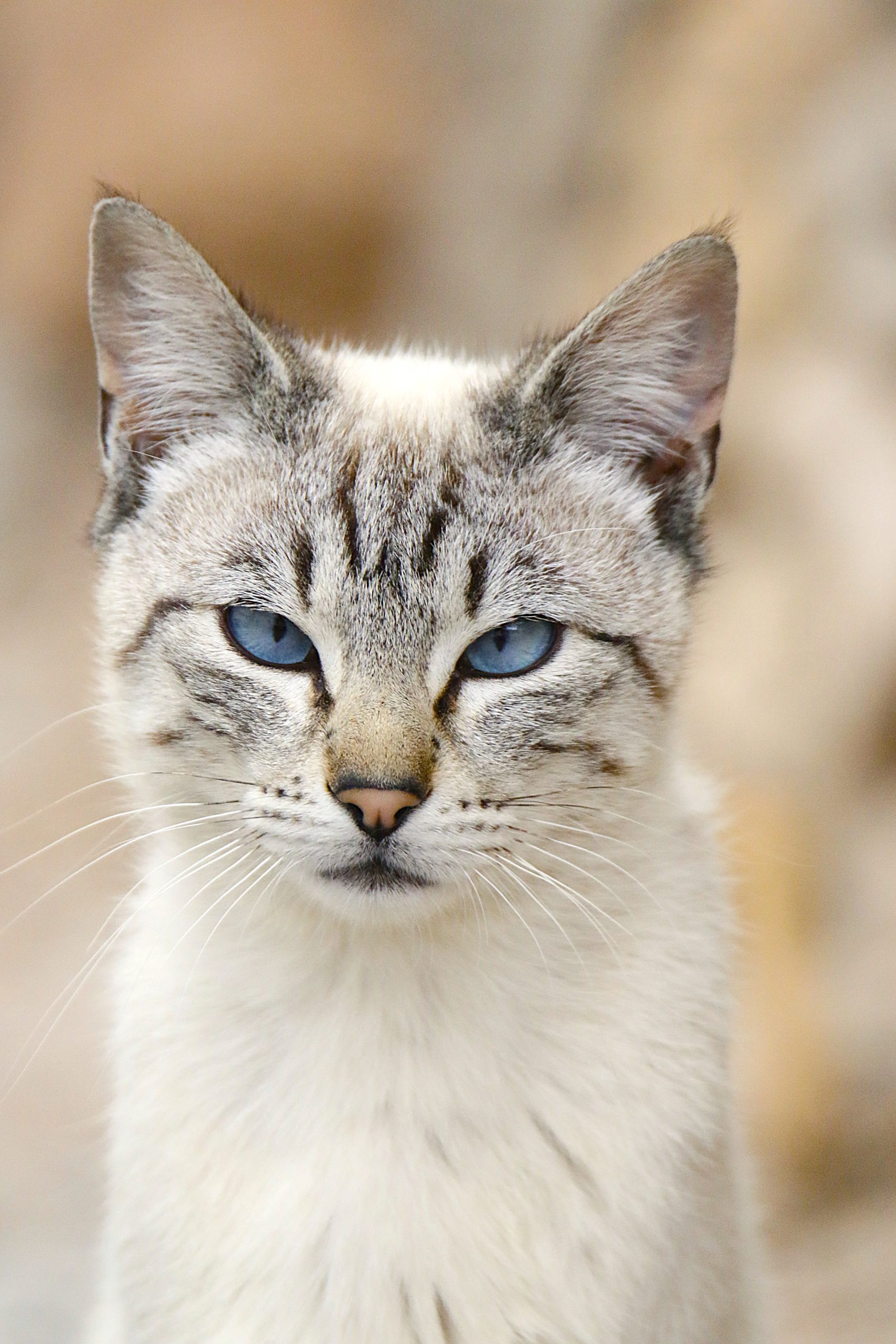 Gato