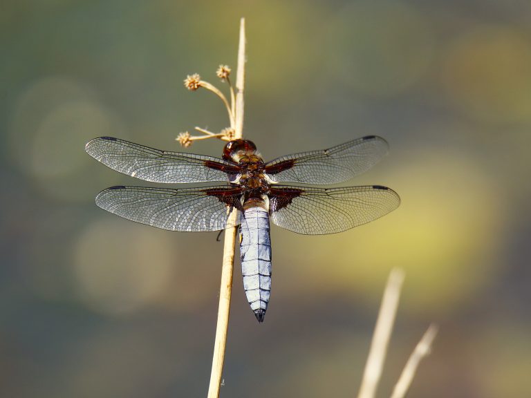 Libelula