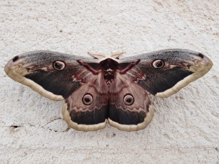 Mariposa