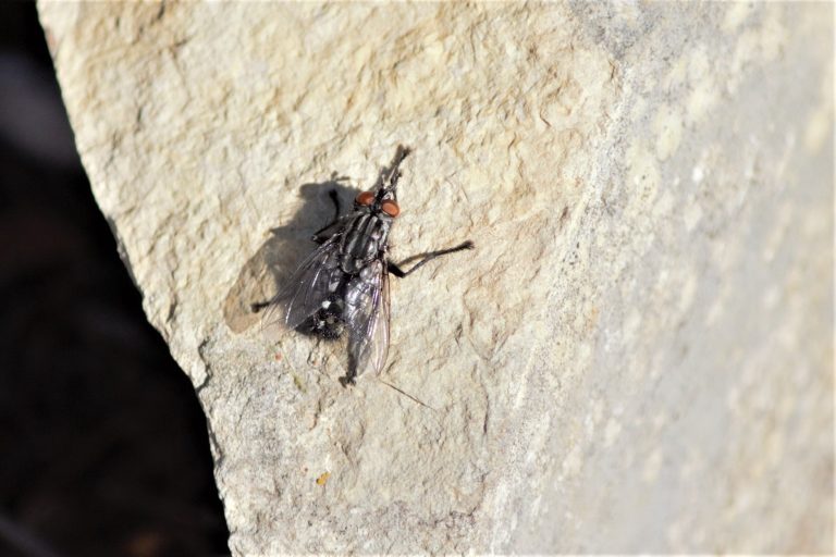 Mosca