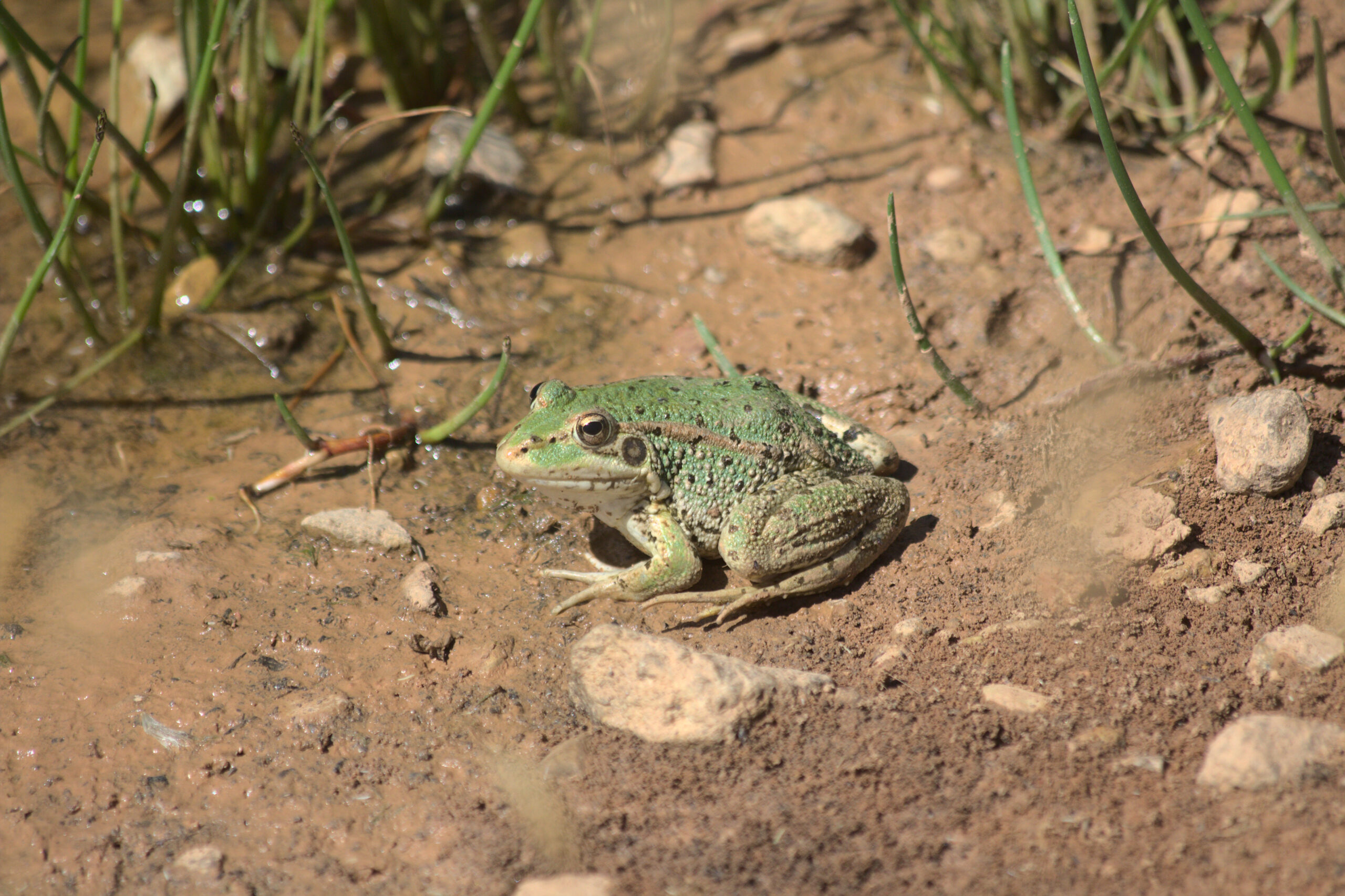 Reptiles y anfibios