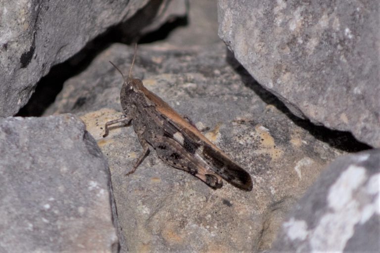 Saltamontes