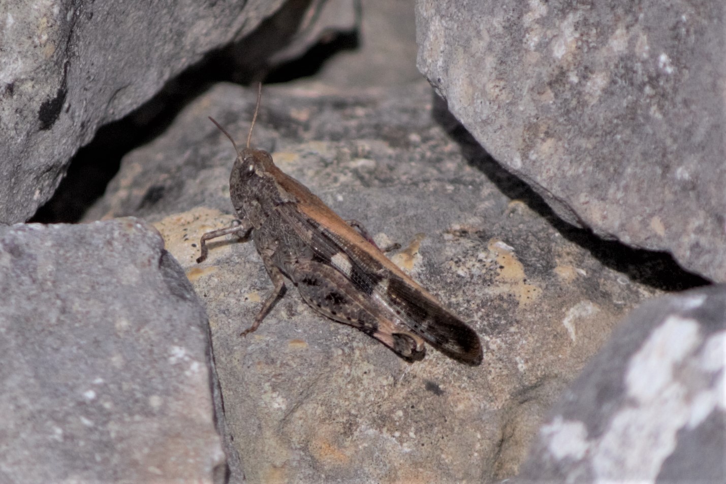 Saltamontes