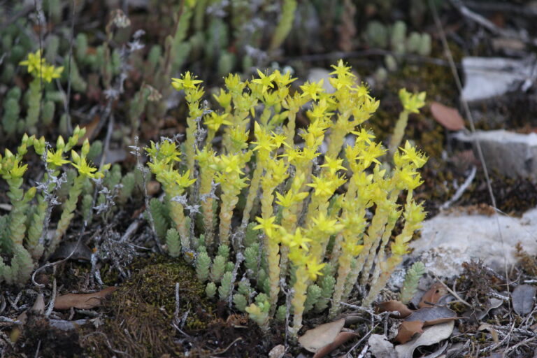 Acre de sedum