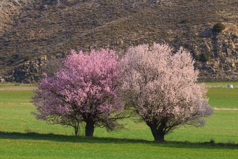 Almendro