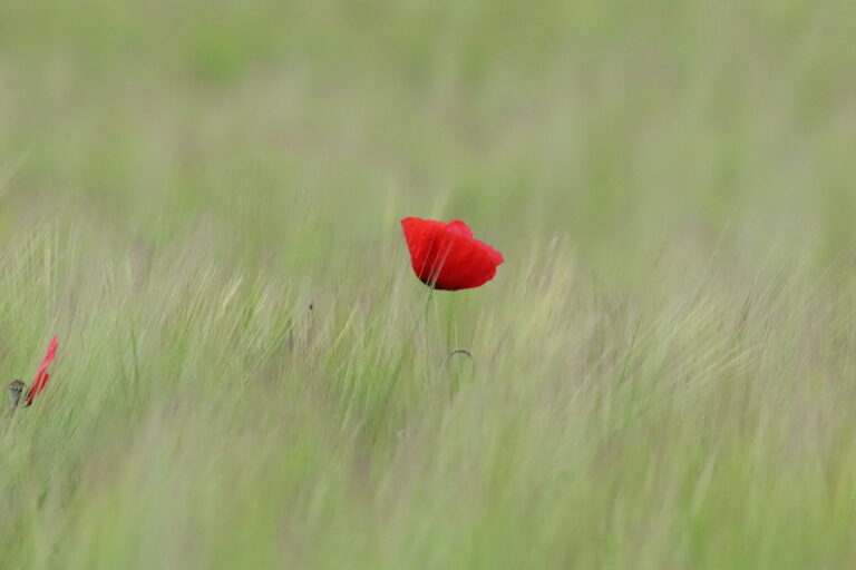 Amapola