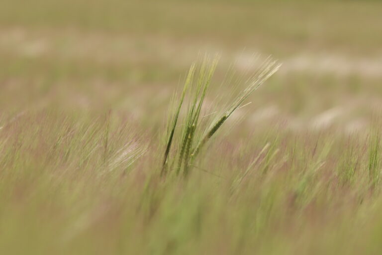 Trigo