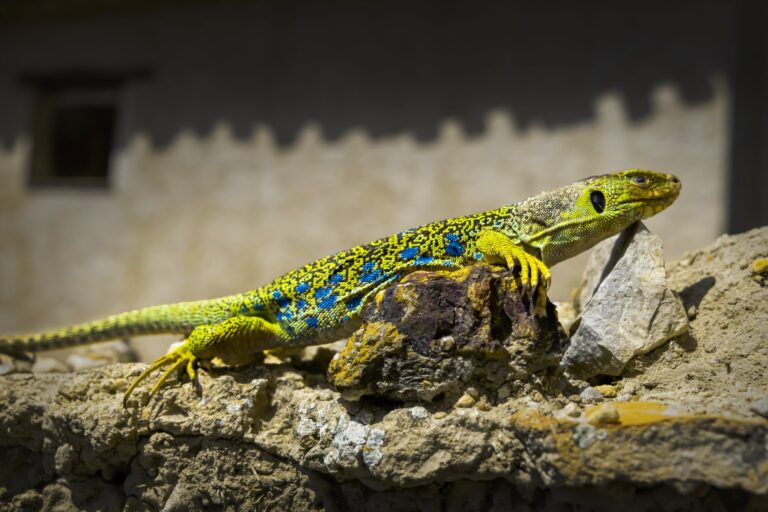 Lagarto ocelado