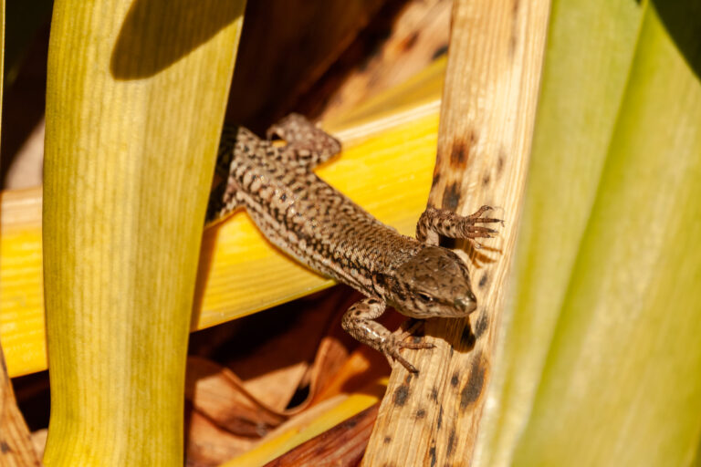 Lagartija